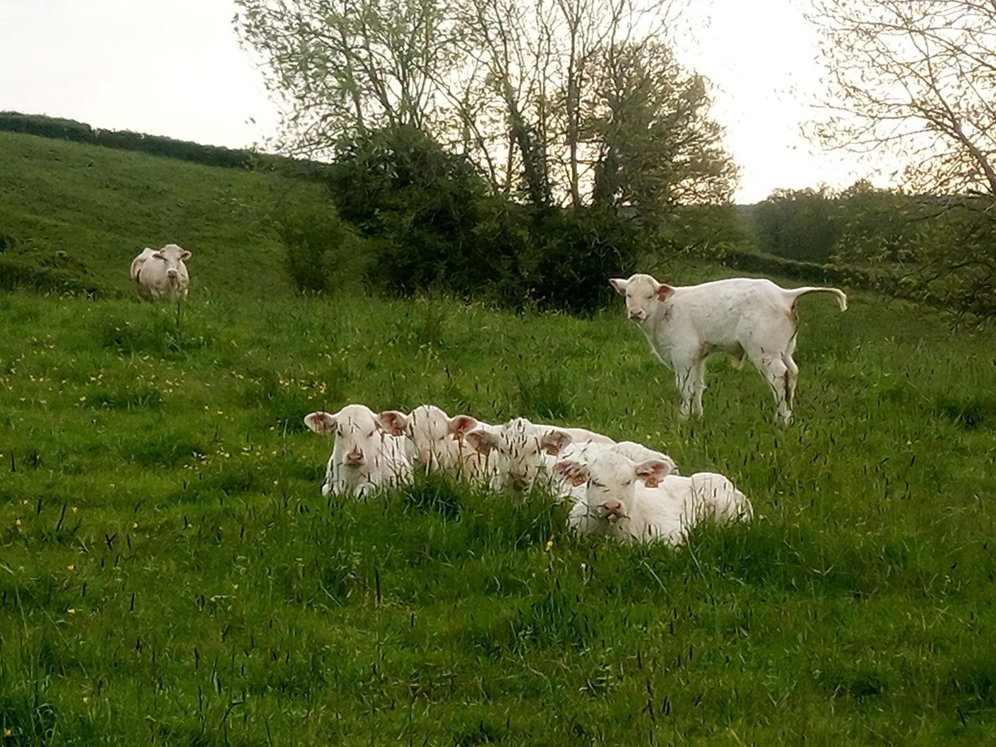Gite A La Ferme Le Rousset ภายนอก รูปภาพ