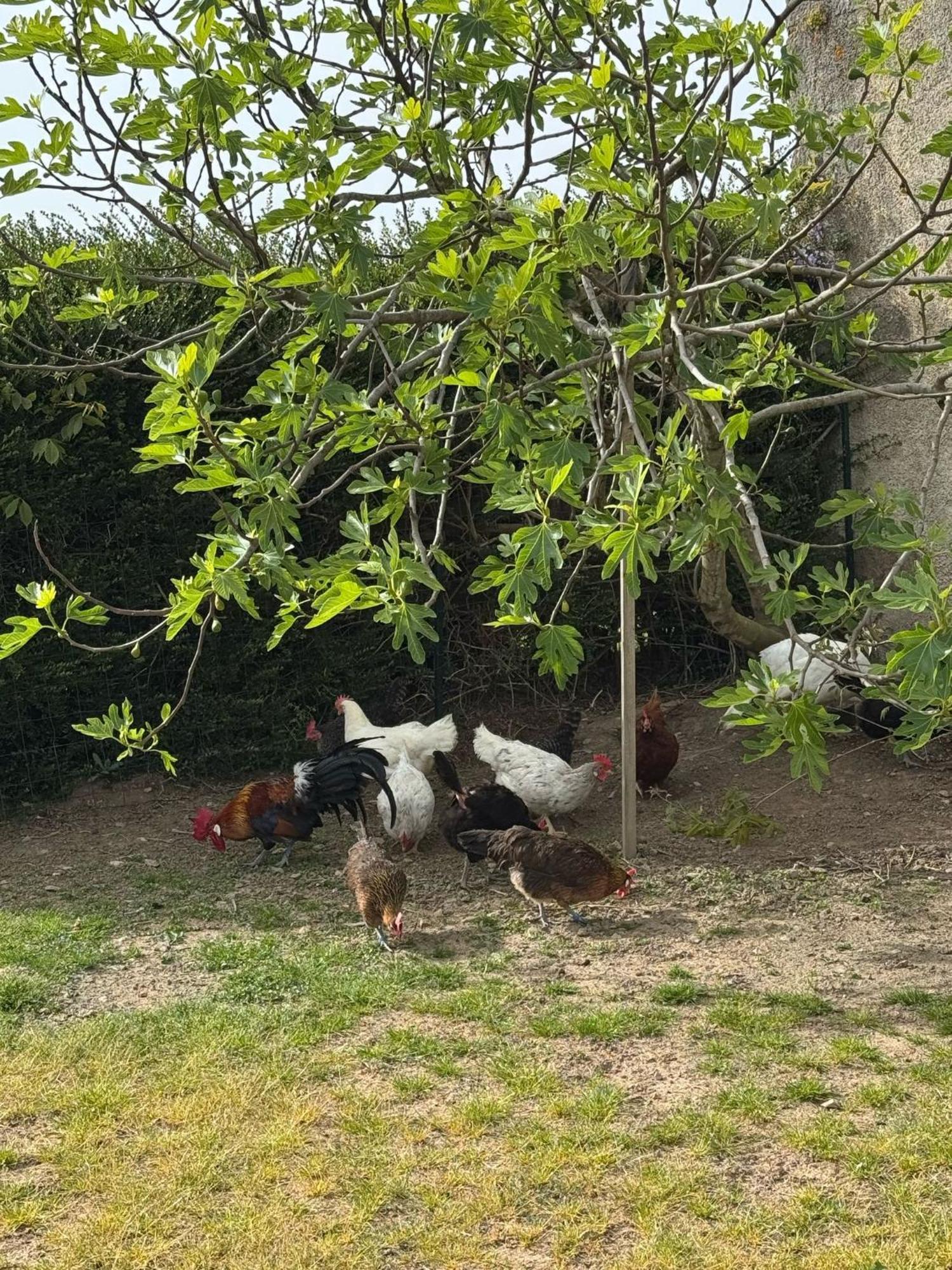 Gite A La Ferme Le Rousset ภายนอก รูปภาพ